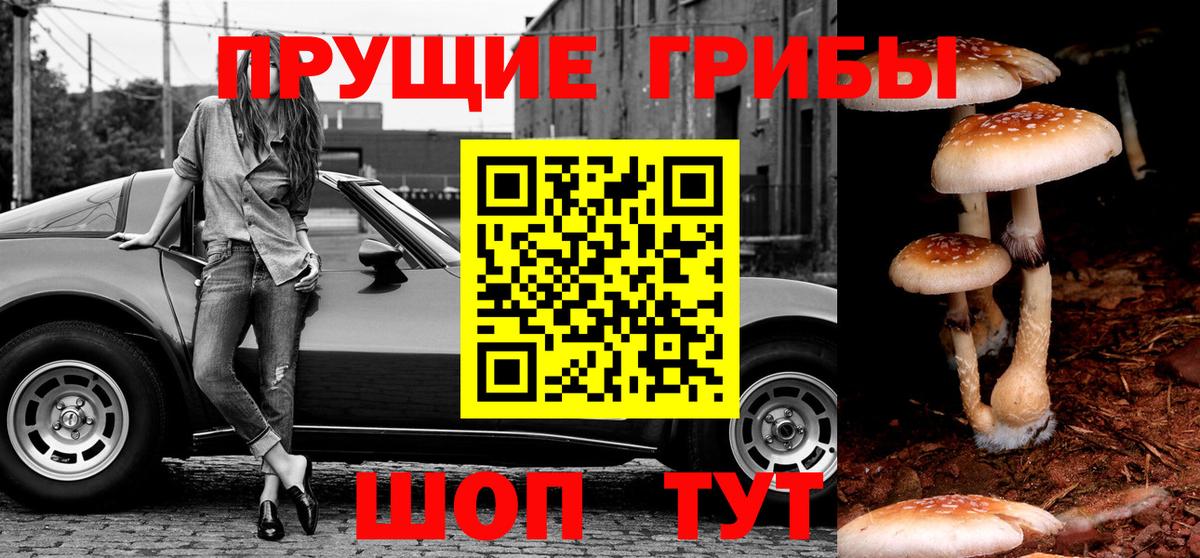 Сегежа  Псилоцибиновые грибы мицелий  Вход с VPN  Псилоцибиновые грибы Cubensis 